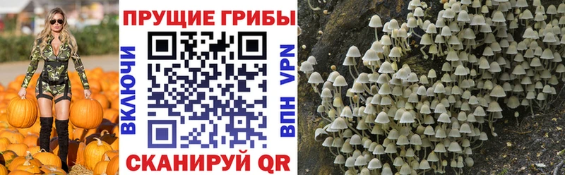 Галлюциногенные грибы Psilocybe  Купино 